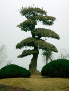 Parkbaum Wuhan